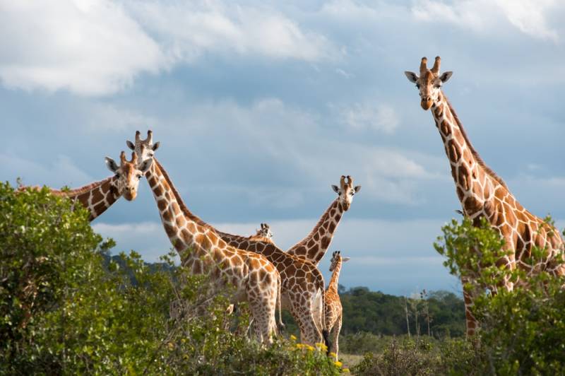 2 Days 1 Night Aberdare Safari Tour