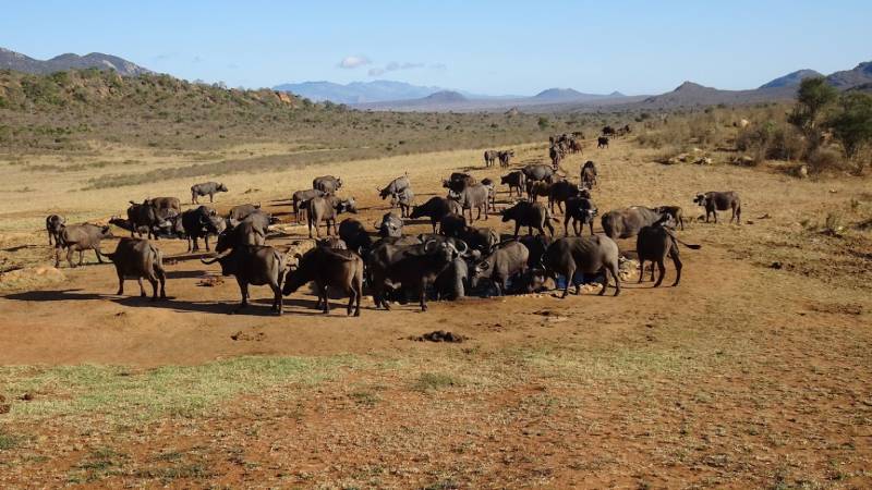 3 Days 2 Nights Tsavo West National Park Safari Tour