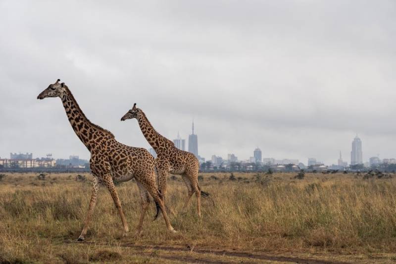 30 Days Across Kenya Wildlife And Beach Safari Zanzibar Tour