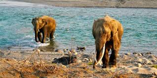 Nainital - Jim Corbett National Park Tour Package