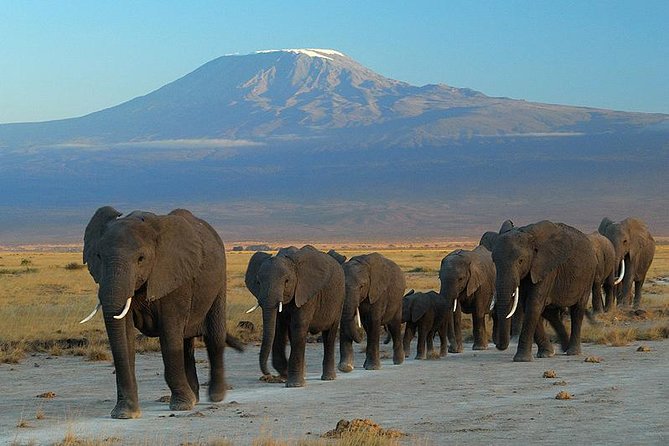 3-Day Amboseli And Awesome Views Of Mount Kilimanjaro Tour
