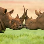 Northern Explorer 8 Days - 7 Nights Tour
