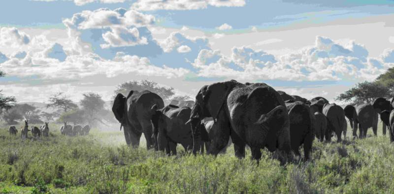 8 Days Safari Kilimanjaro-Arusha-Tarangire-Ngorongoro-Karatu-Serengeti-Zanzibar Tour
