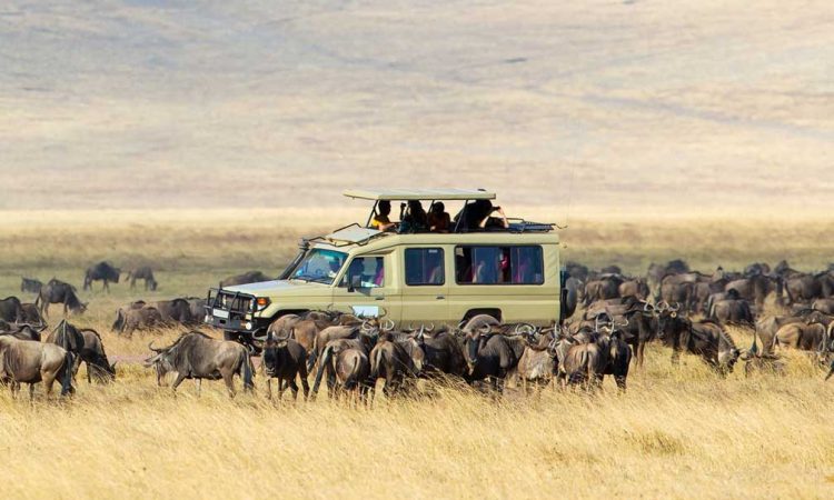 8-Day Luxury Photographic Safari Tour