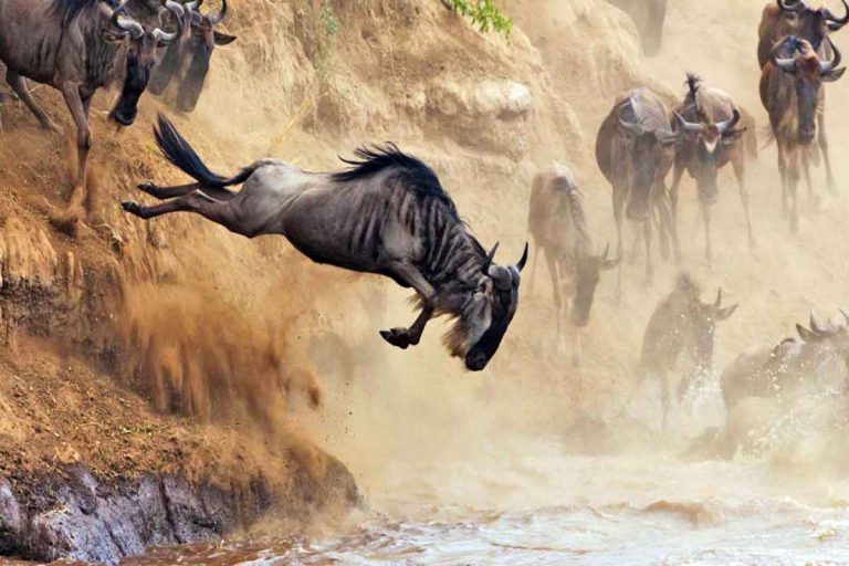 5 Days Serengeti Wildebeest Migration Four Seasons Safari Tour