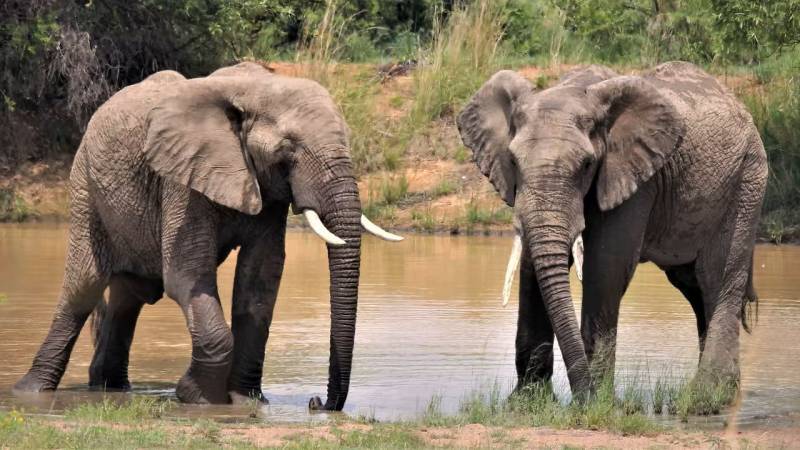 3 Days Tanzania Budget Safari Tour
