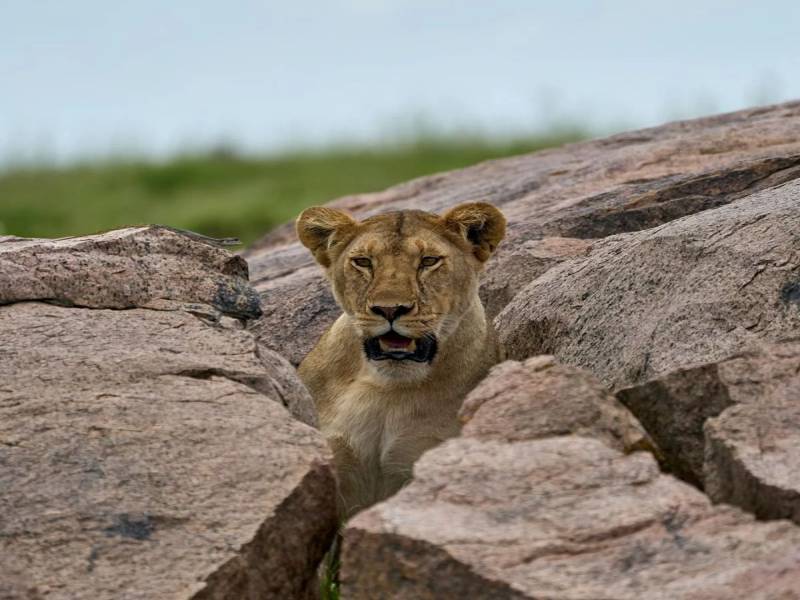 5 Days Tanzania Budget Safari Adventure For Budget Travelers Tour