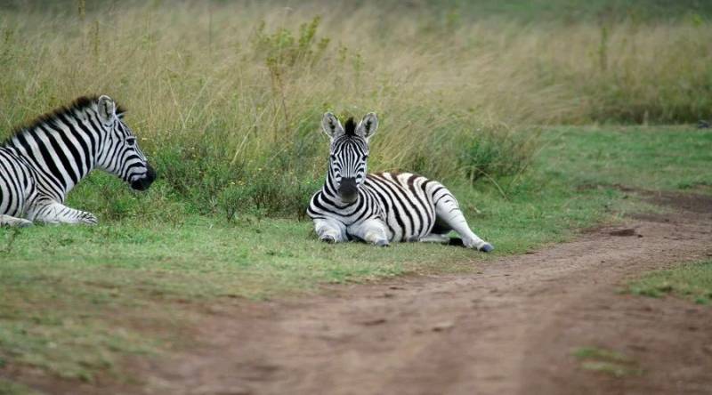 3 Days Tanzania Luxury Safari Tour