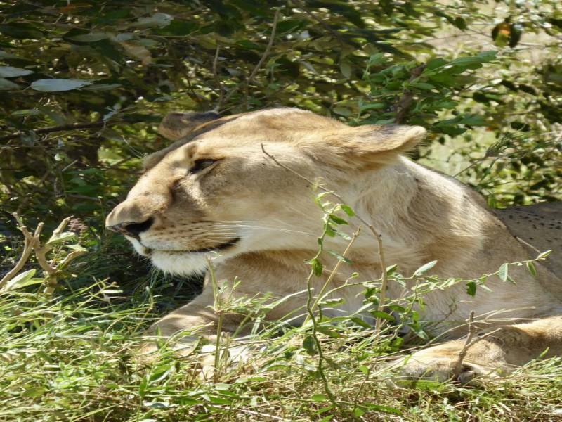 4 Days In The Mara Tour