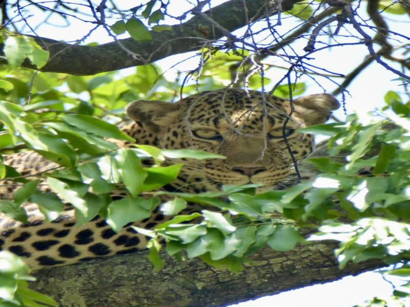 5 Days In The Mara Tour