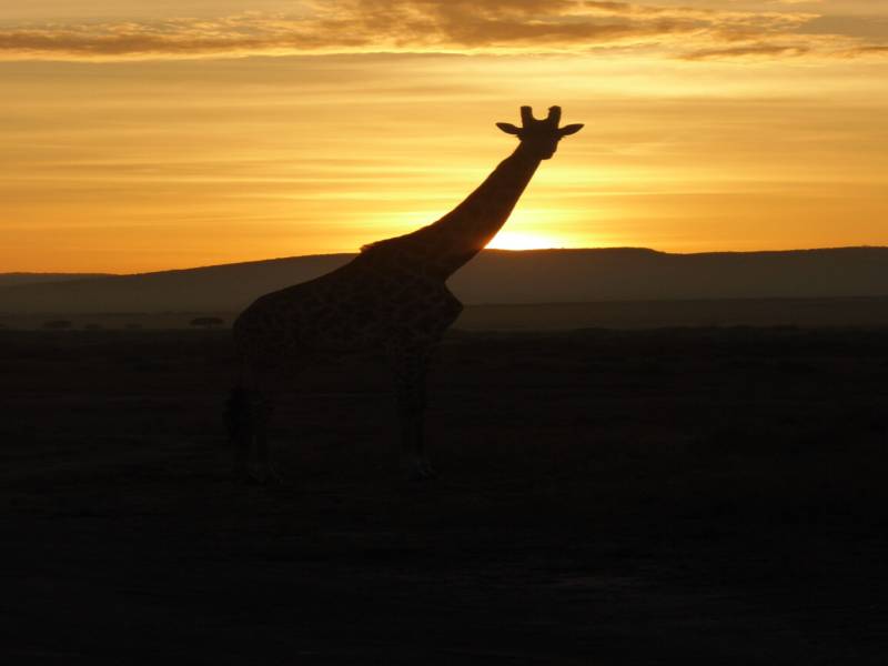 7 Days In The Mara Tour