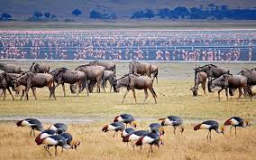 Tanzania Wildlife - Culture Tour - 6 Days