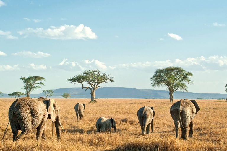 1 Day Tarangire National Park Tour