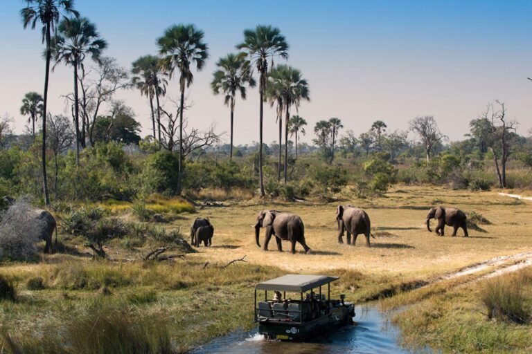 Selous  Nyerere National Park) Day Trip from Zanzibar