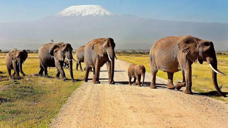 6 Days Amboseli - Tsavo Tour