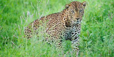 12-Day Ultimate Kenya Wildlife Safari Tour
