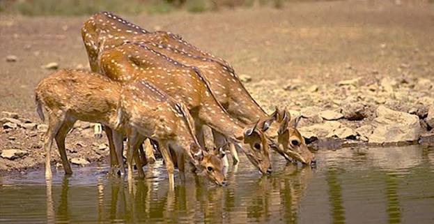 Rajasthan With Wildlife 8 Days - 7 Nights Tour