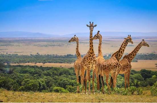 7 Days Nairobi - Lake Nakuru - Masai Mara Tour