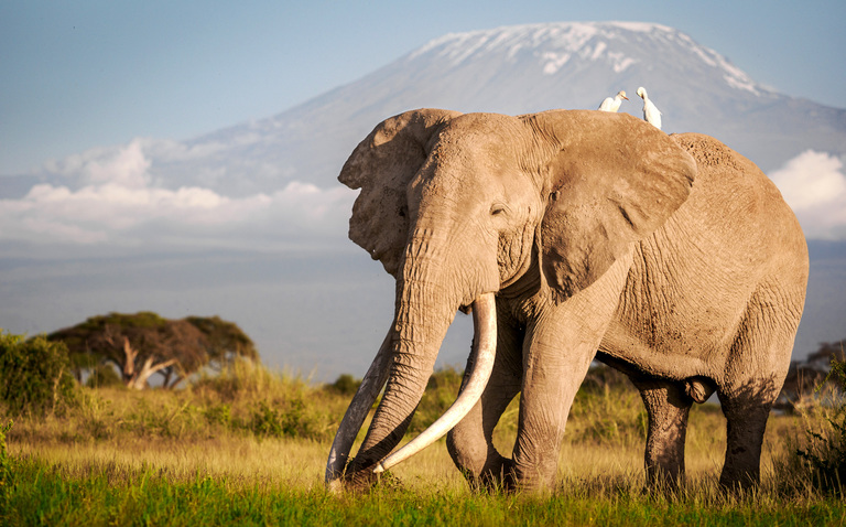 Cross-border East Africa Safari Package 10-day Grand Kenya & Tanzania Wildlife Expedition