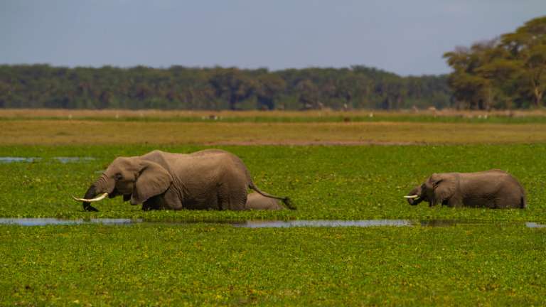 Classic 7- Day Wildlife Expedition Magical Kenya Safari Package