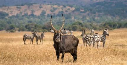 5-day Luxury & Wildlife Expedition Grand Rwanda Gorilla & Big Five Safari