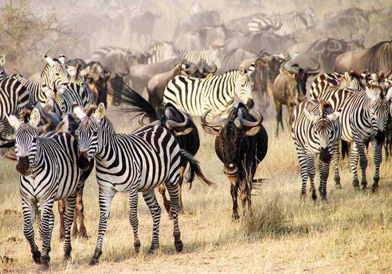 Tanzania Classic Wildlife & Great Migration Safari