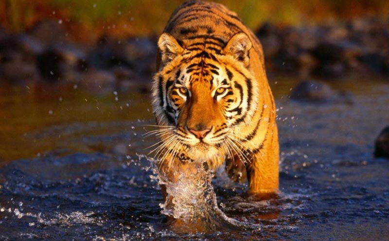 Short  Escape to  Sundarbans Tour