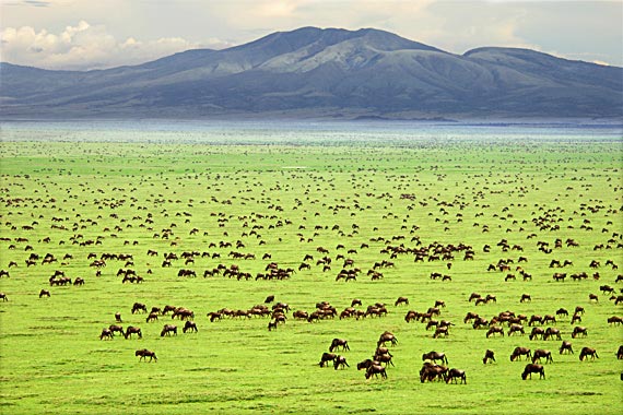 Tanzania Safari Trip Package