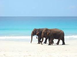Best of Havelock and Port Blair Tour
