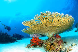 Andaman Budget Tour Package