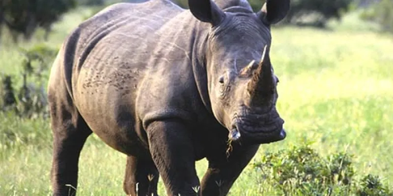 Kaziranga Wildlife Tour