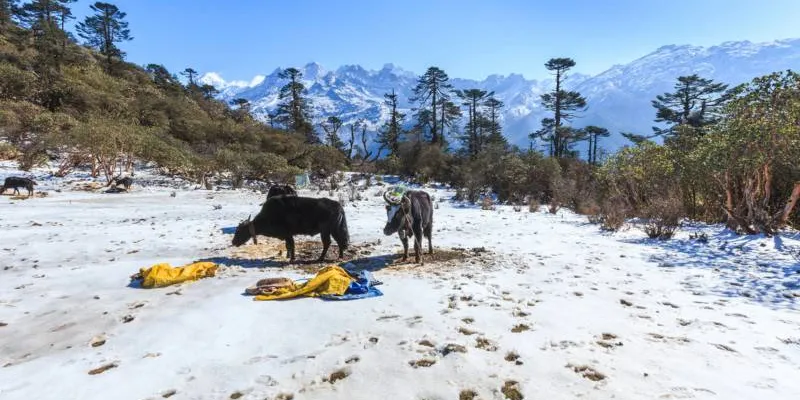 06 Nights 07 Days Gangtok - Pelling - Darjeeling Tour