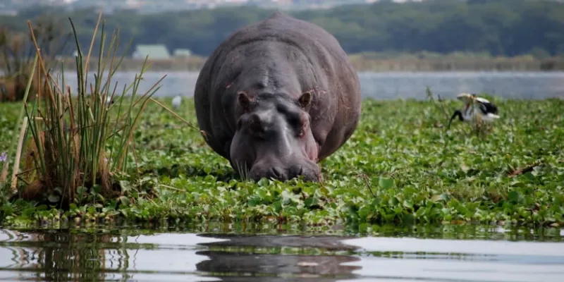 5 Days Masai Mara - Nakuru - Naivasha Safari Tour