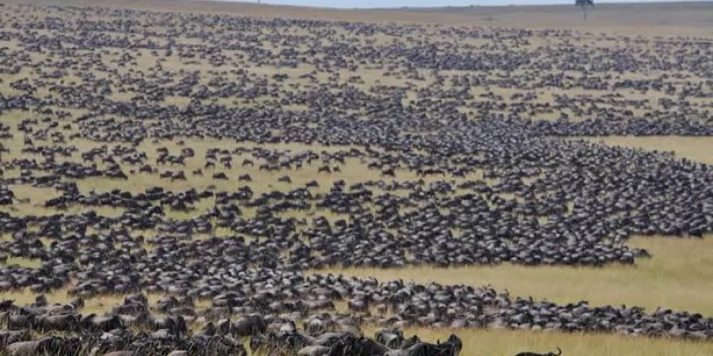 5 Days Masai Mara - Nakuru - Naivasha Budget Safari Package