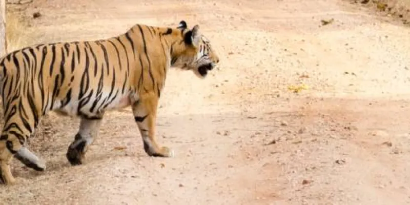 2 Days Tour Package Kanha National Park