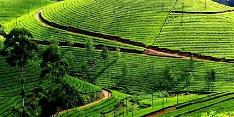 Munnar Thekkady Alappuzha Kovalam Tour