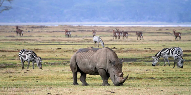 3Day Tarangire - Ngorongoro - Lake Manyara Budget Safari Tour