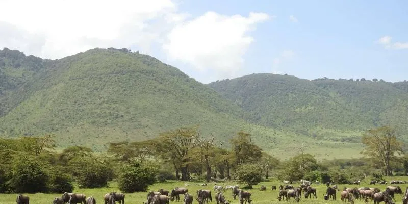 3 Days 2 Night Tanzania Safari Package Ex - Moshi