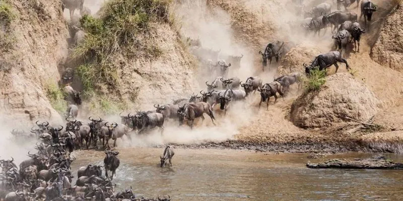 12 Days Mara River Great Migration Crossing And Zanzibar Tour