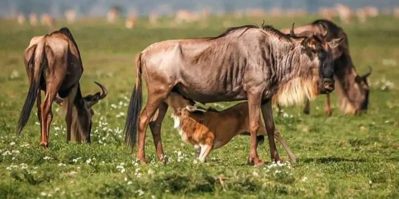7 Days Of Ndutu Great Migration During Wildebeest Calving Season Tour