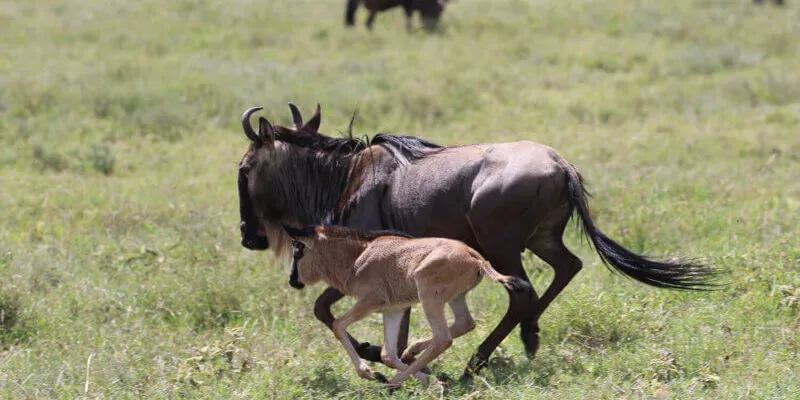 3 Days Of Ndutu Great Migration During Wildebeest Calving Season Tour