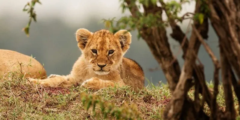 Nairobi To The Beach-2 Parks Safari Nairobi-Tsavo West-Tsavo East-Mombasa Beach Safari - 3 Days