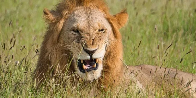 Nairobi To Kenya Beach - 2 National Parks Safari Tour