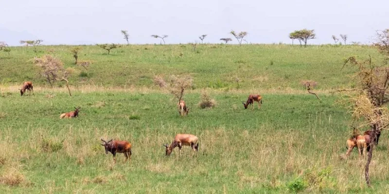 3 Day Masai Mara Private Safari Adventure In 4×4 Jeep Tour