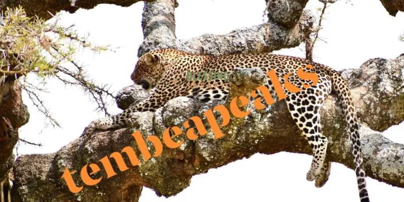 6 Days - 5 Nights Tanzania Safari Tour