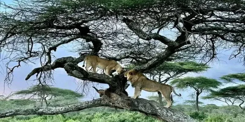 2 Day 1 Night Tanzania Tour