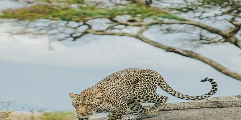 Adventure Roots Package - 9 Days