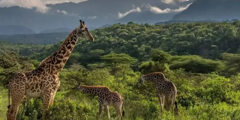 4 Night 5 Days Tanzania Classic Safari