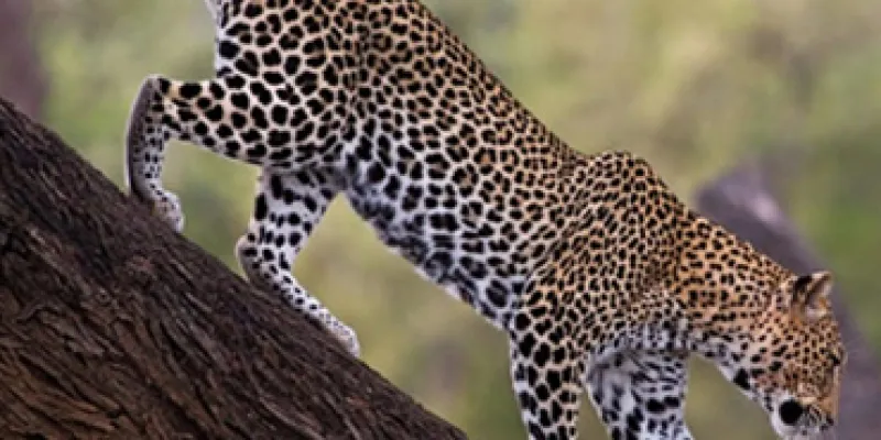 2 Days Tanzania Safari Tour