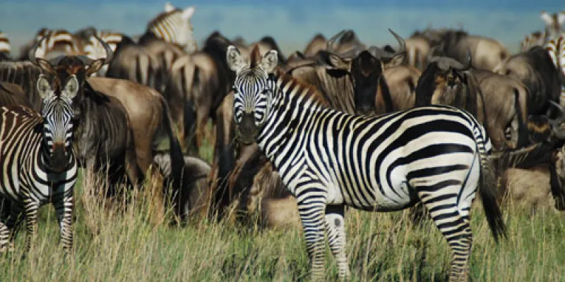 3 Days Tanzania Safari Tour